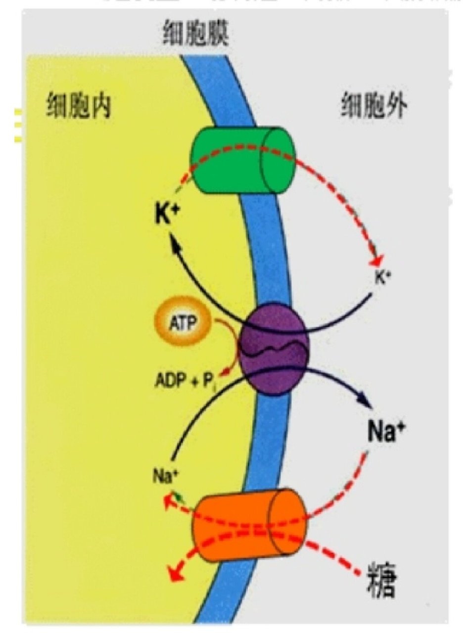 继发性主动转运 继发性主动转运发生在原发性主动转运的基础上.