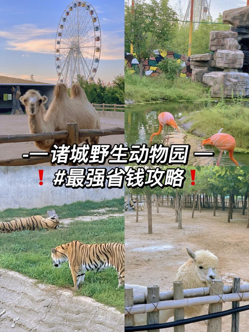 9r玩遍全场 999999诸城野生动物园999999 	 99:诸城市