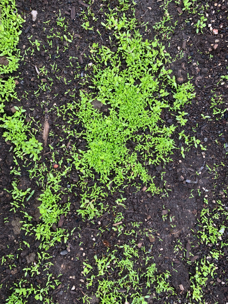 芹菜刚出土的样子图片