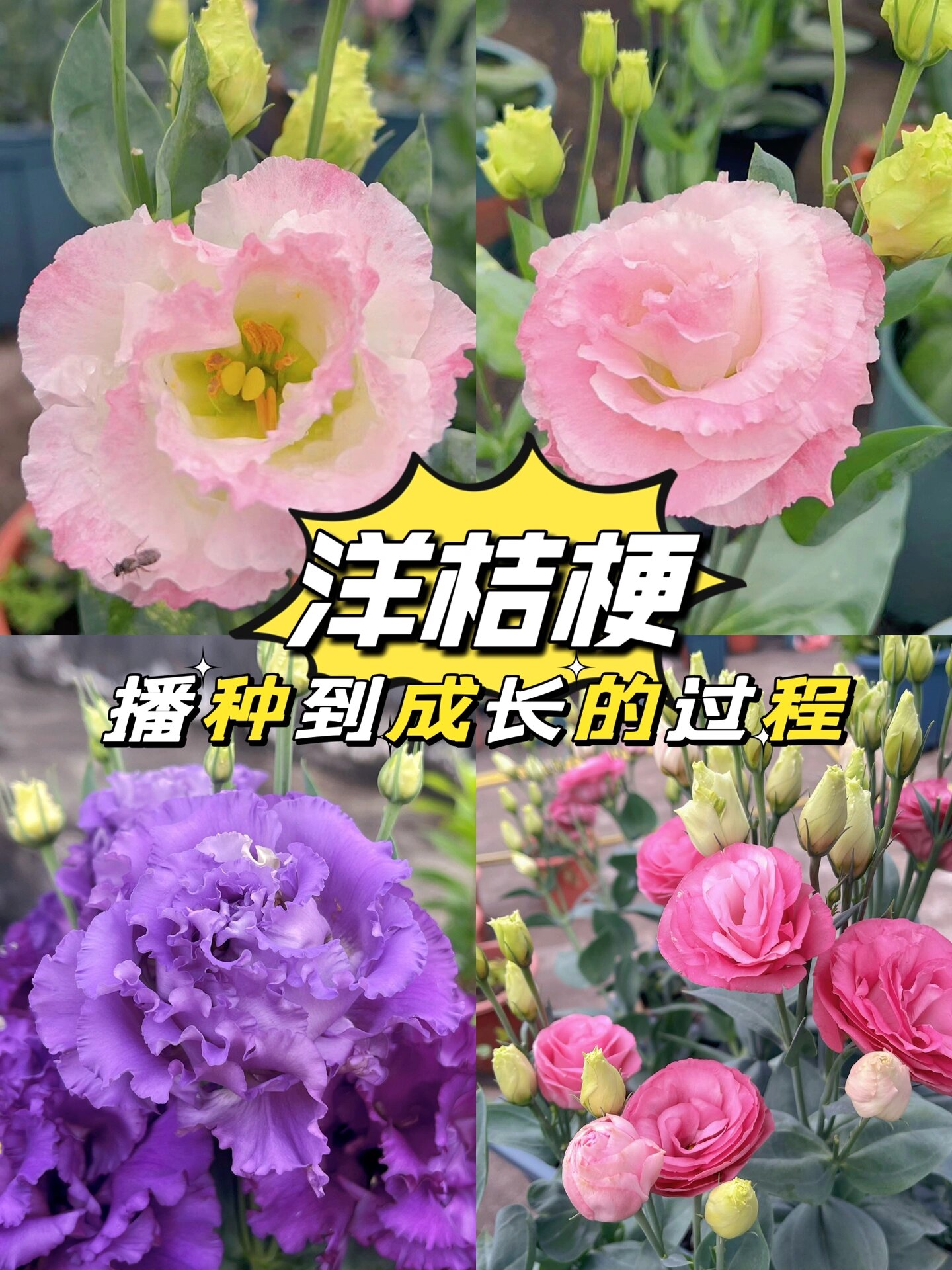 桔梗花的生长过程图片