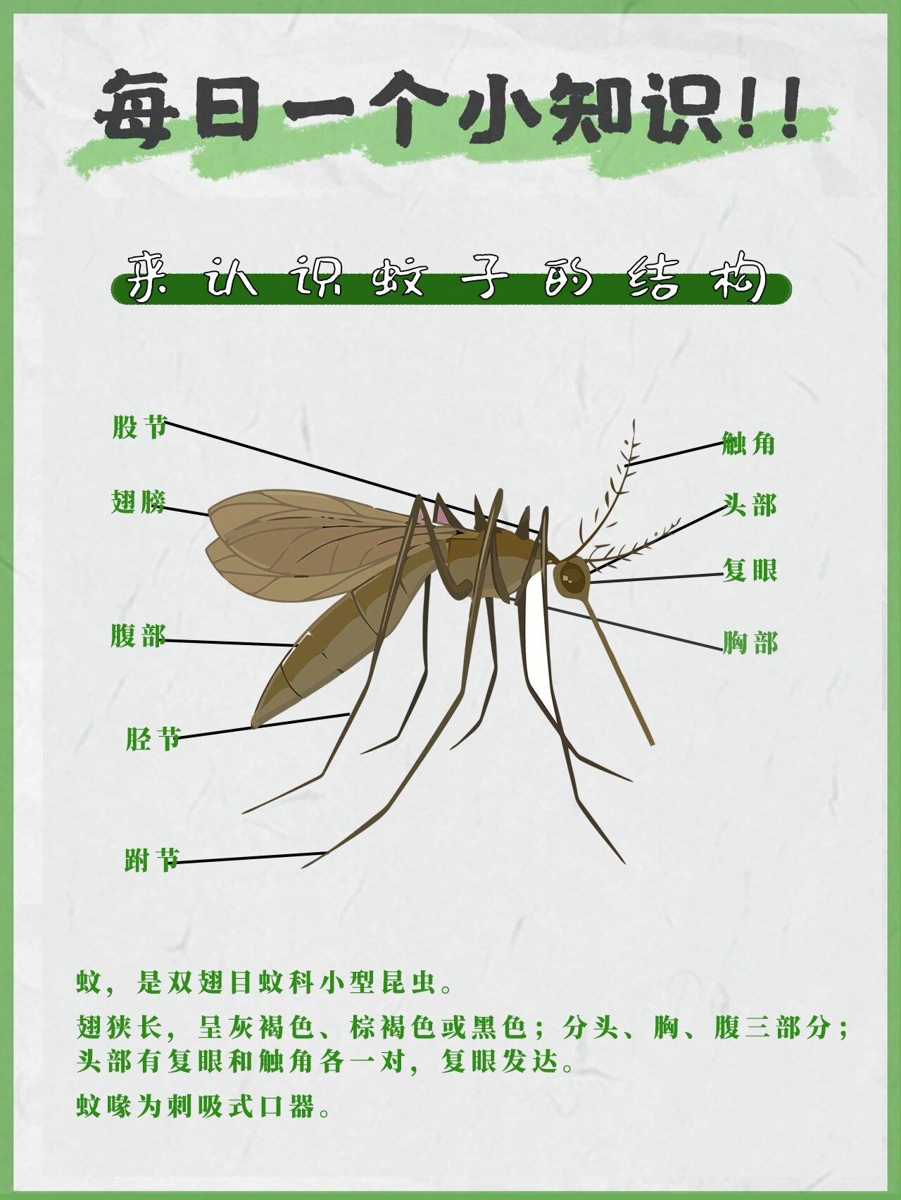 一个提问:冬天蚊子都去哪了❓