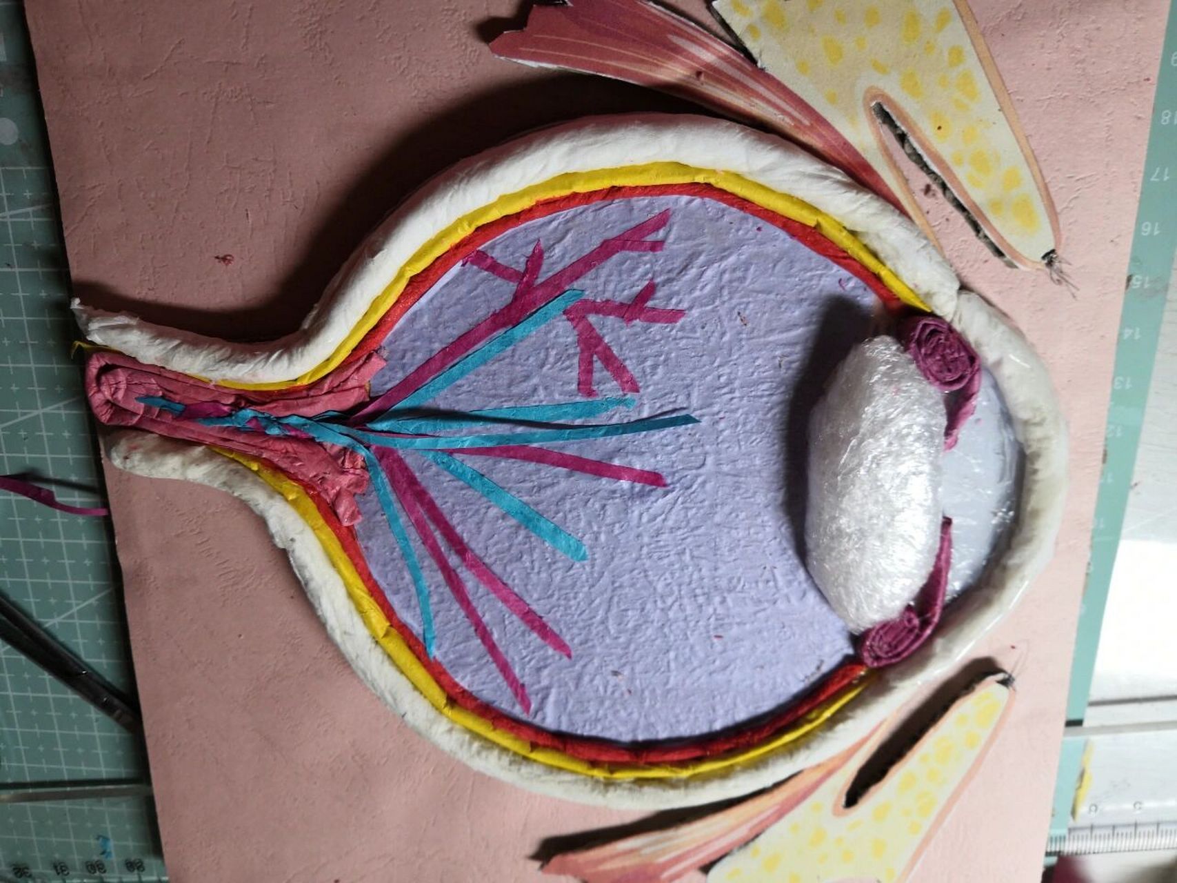 眼球的解剖模型 初中生的手工作业