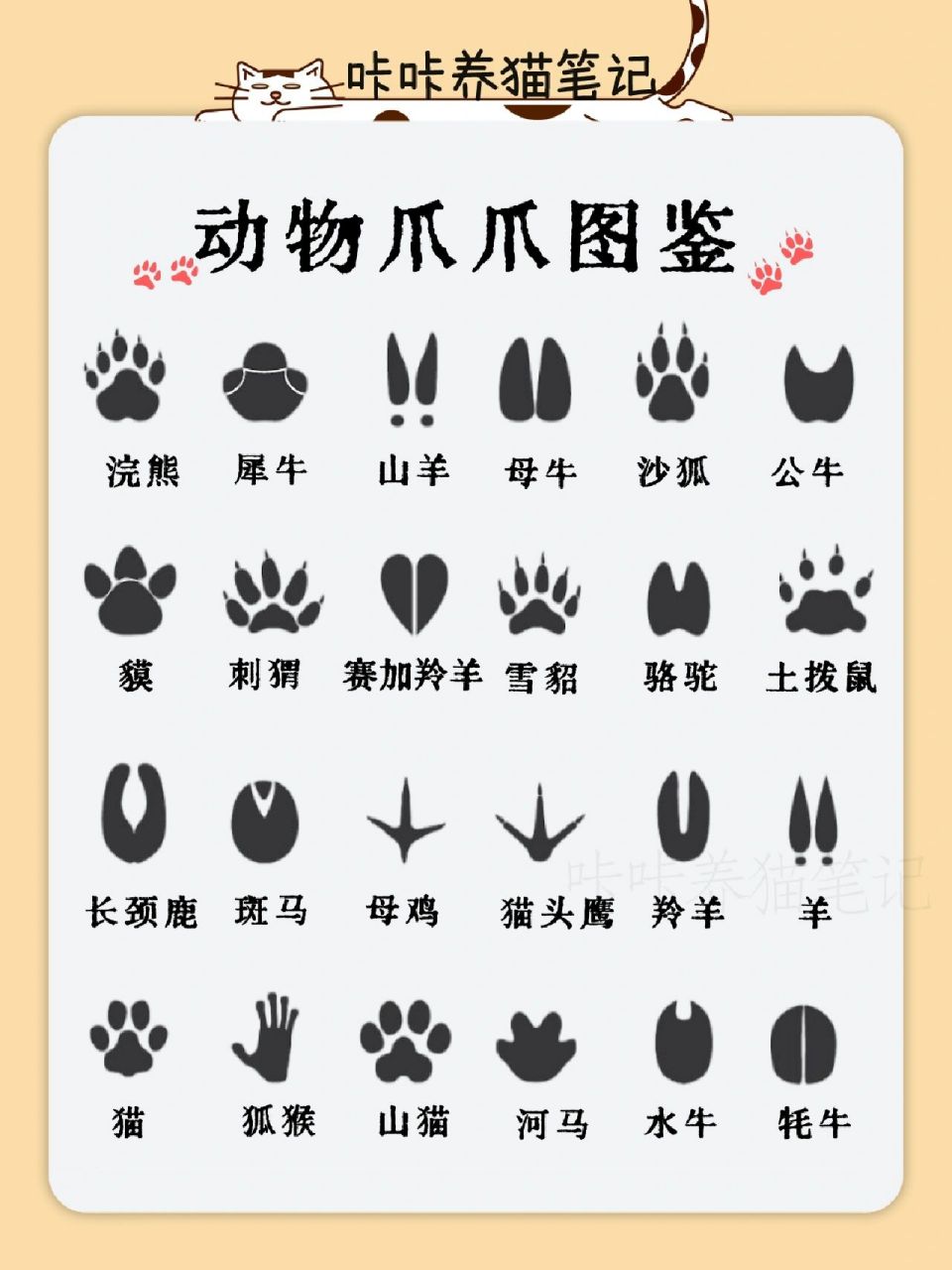 动物的脚印名称和图案图片