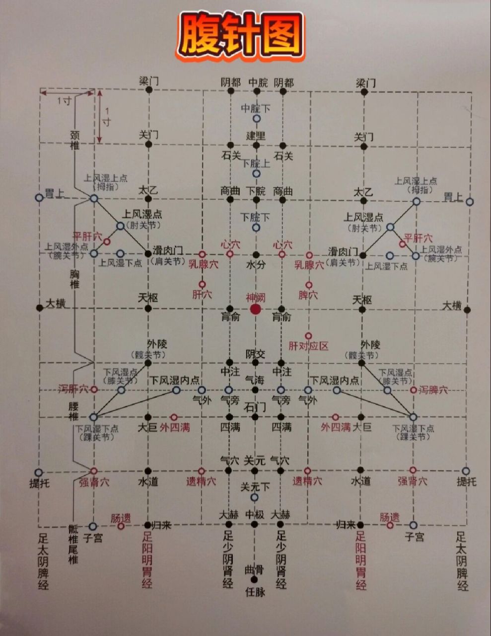 腹针图 学习腹针图