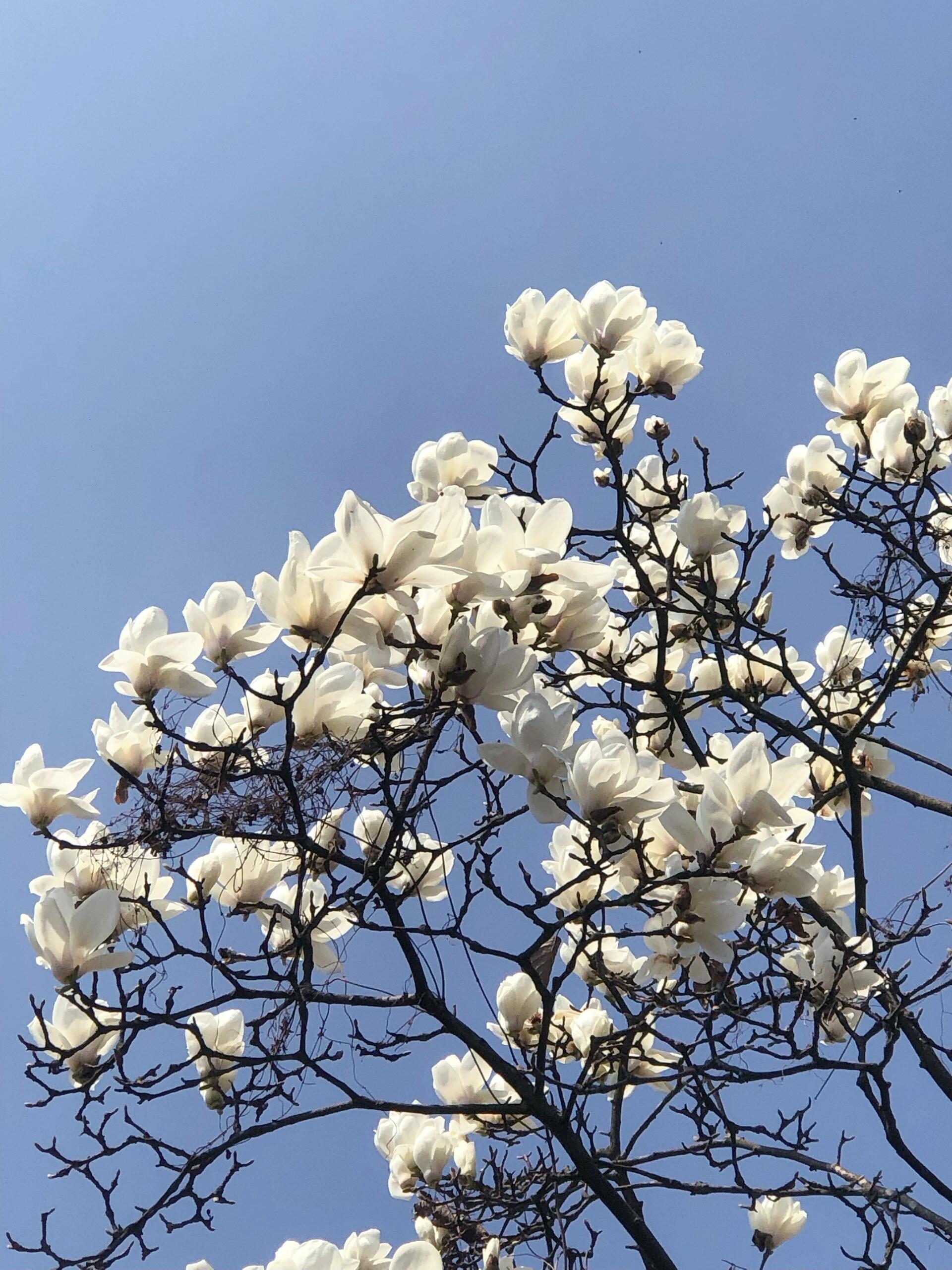 玉兰花,辛夷花是一种花吗 你有没有跟我一样觉得辛夷花和玉兰花是一