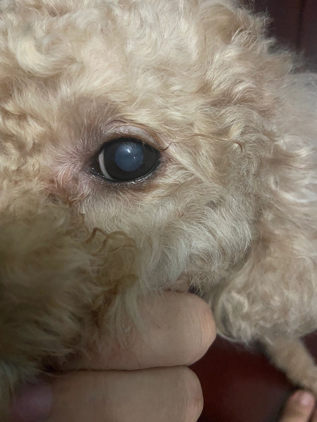 泰迪眼珠变蓝色