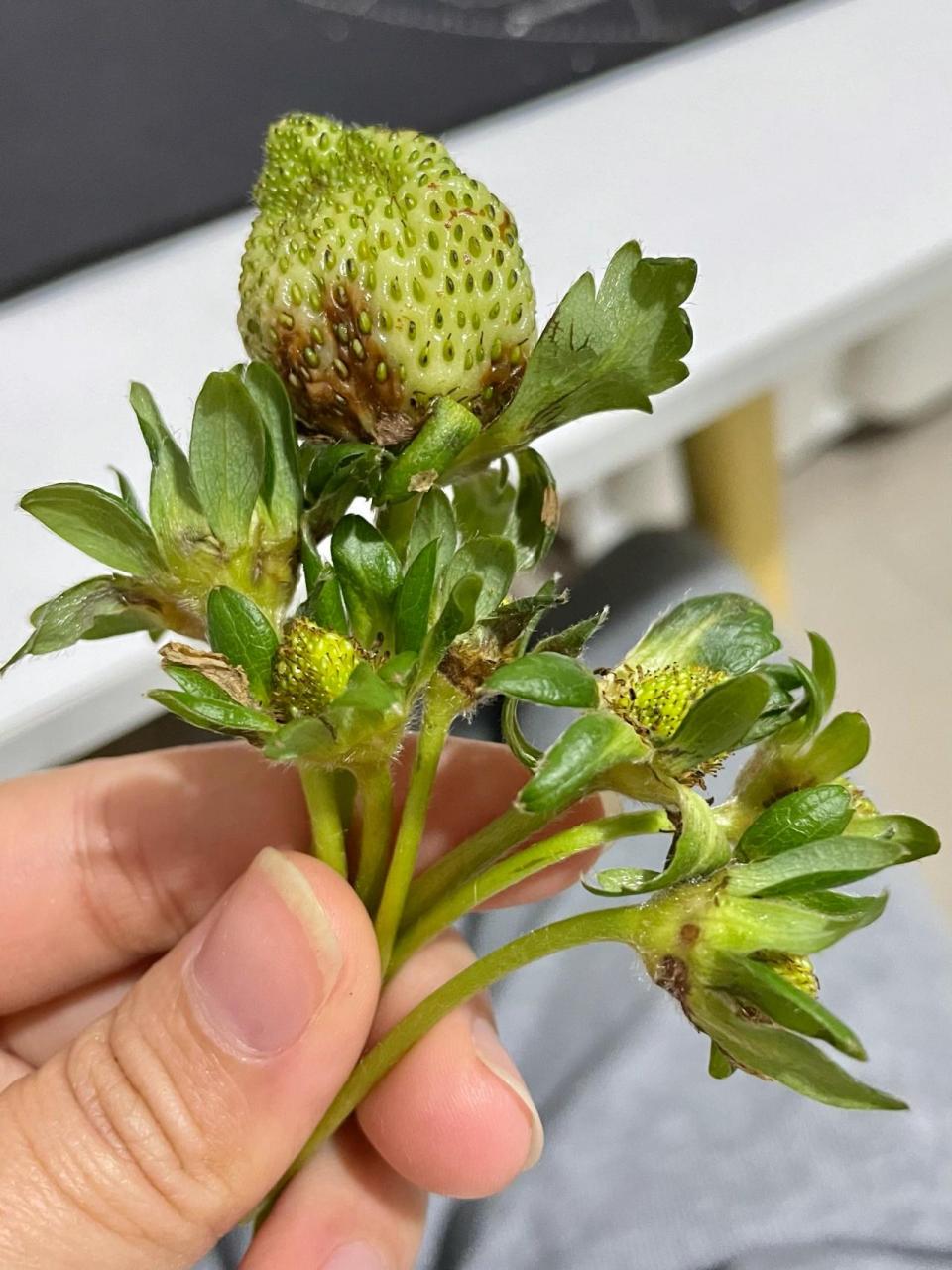 草莓为啥突然都烂果了 草莓花蒂都腐烂了,只能忍痛割爱剪下了,是有