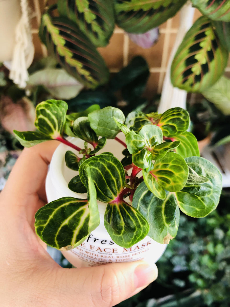 新手好养绿植~锦叶血苋~~ 今天把这颗锦叶血苋给咔嚓了~~ 剪下来的