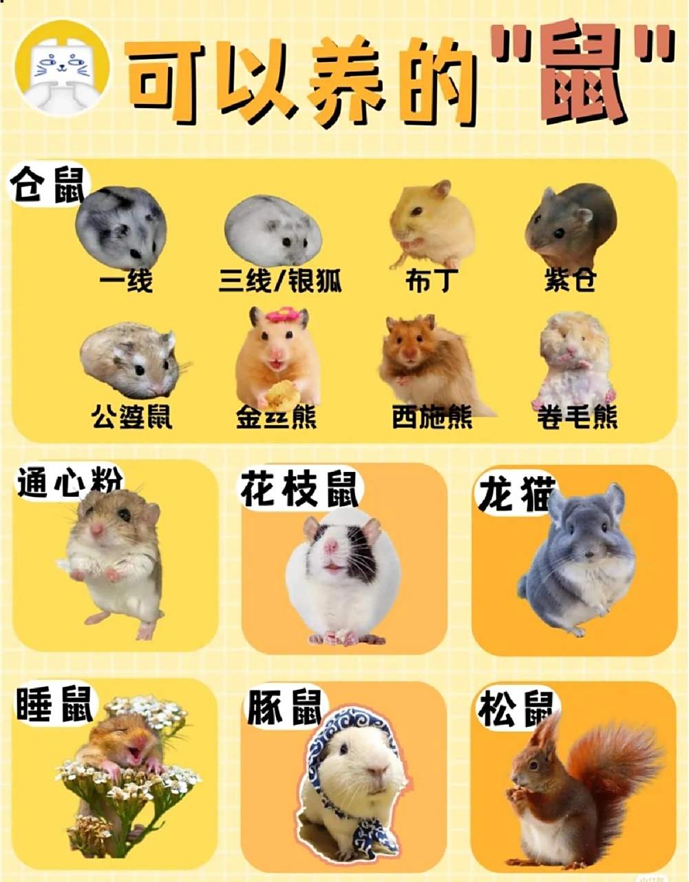 可以养的鼠鼠 合集 你家鼠鼠是什么品种