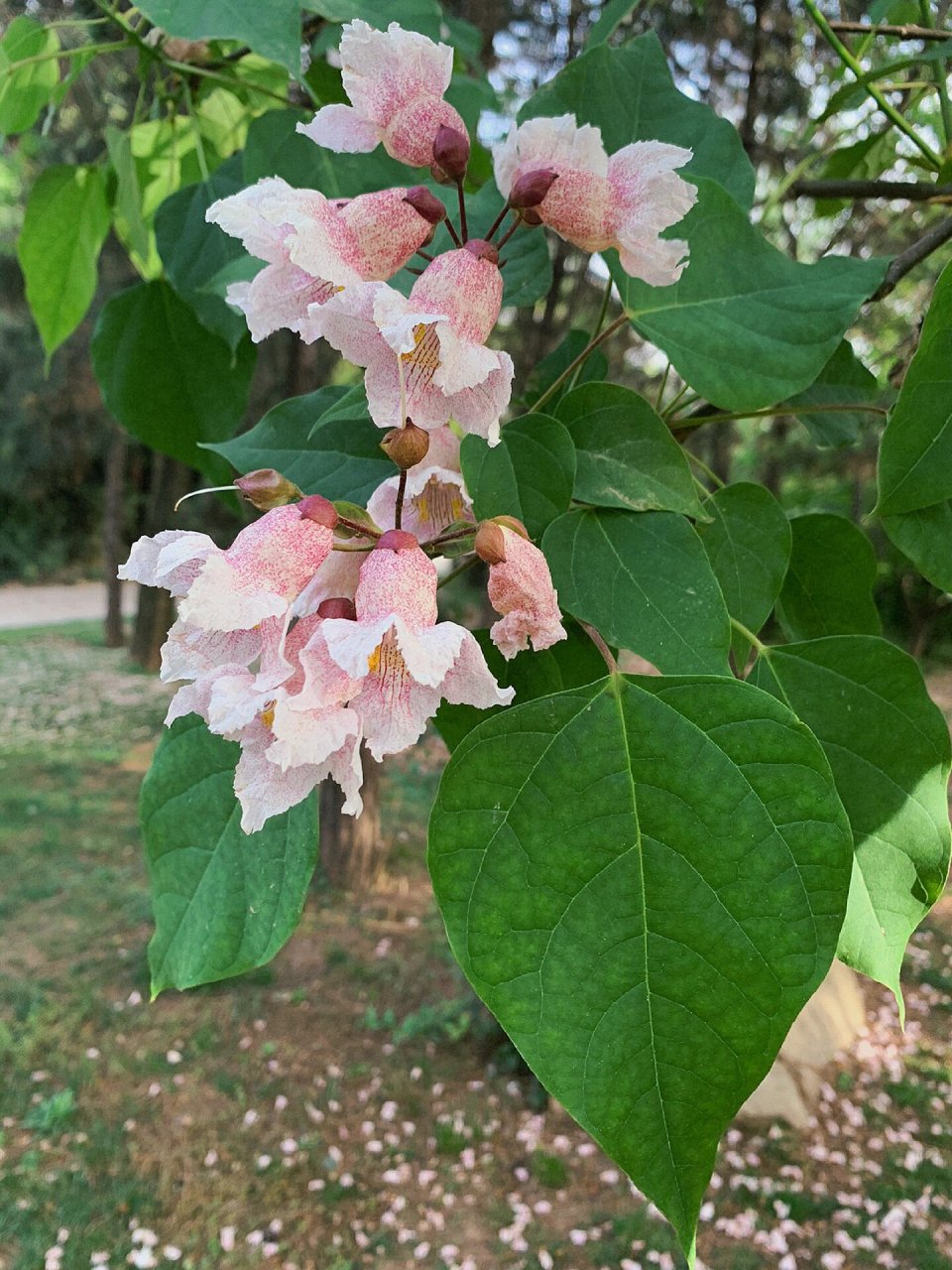 楸木树花图片图片