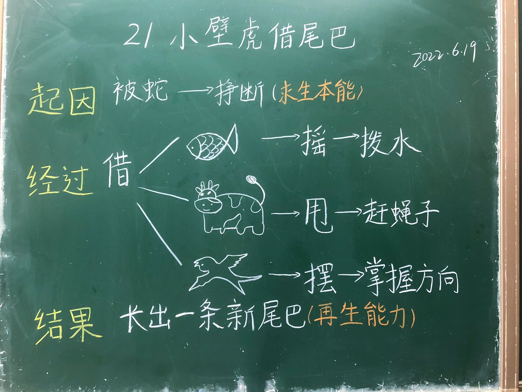 12《小壁虎借尾巴》板书设计