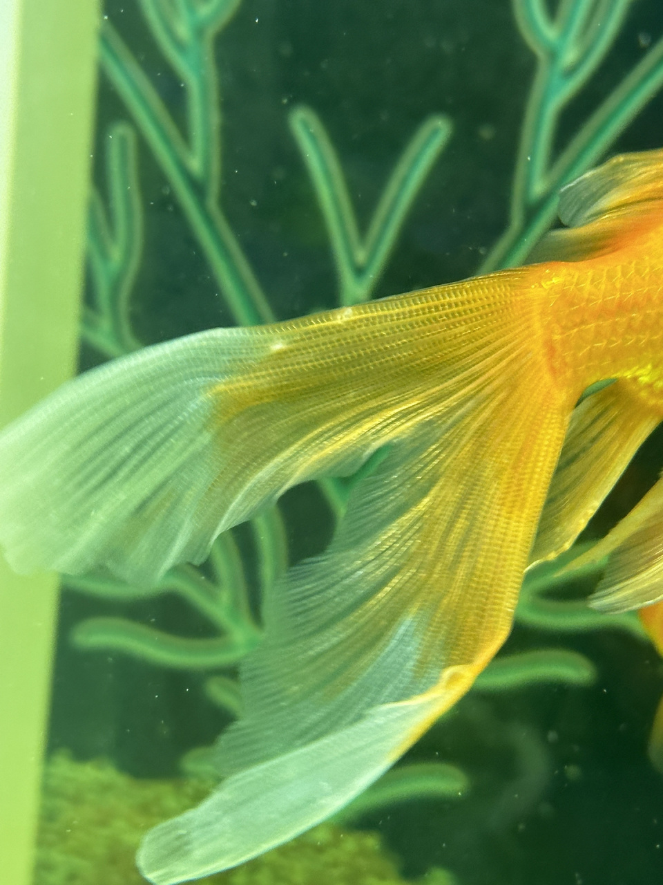 金鱼尾巴有白色大点点 新鱼救过来隔离中 大缸的老鱼又出问题了 尾巴