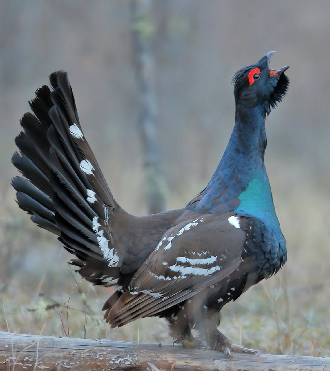 中国东北最有名的鸡之一:黑嘴松鸡 黑嘴松鸡体型非常大,雄鸟最大可达