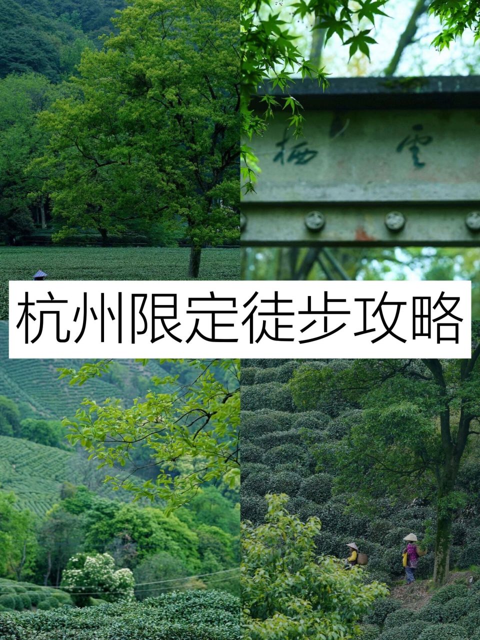 杭州|十里琅珰77云栖竹径徒步,美景太治愈95 · 08今天跟朋友一