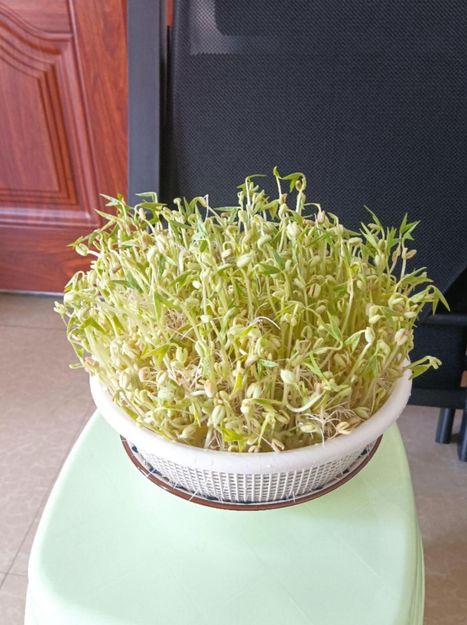 我的厨房日记 记录真实生活日常 抖音美食推荐官 绿豆芽制作