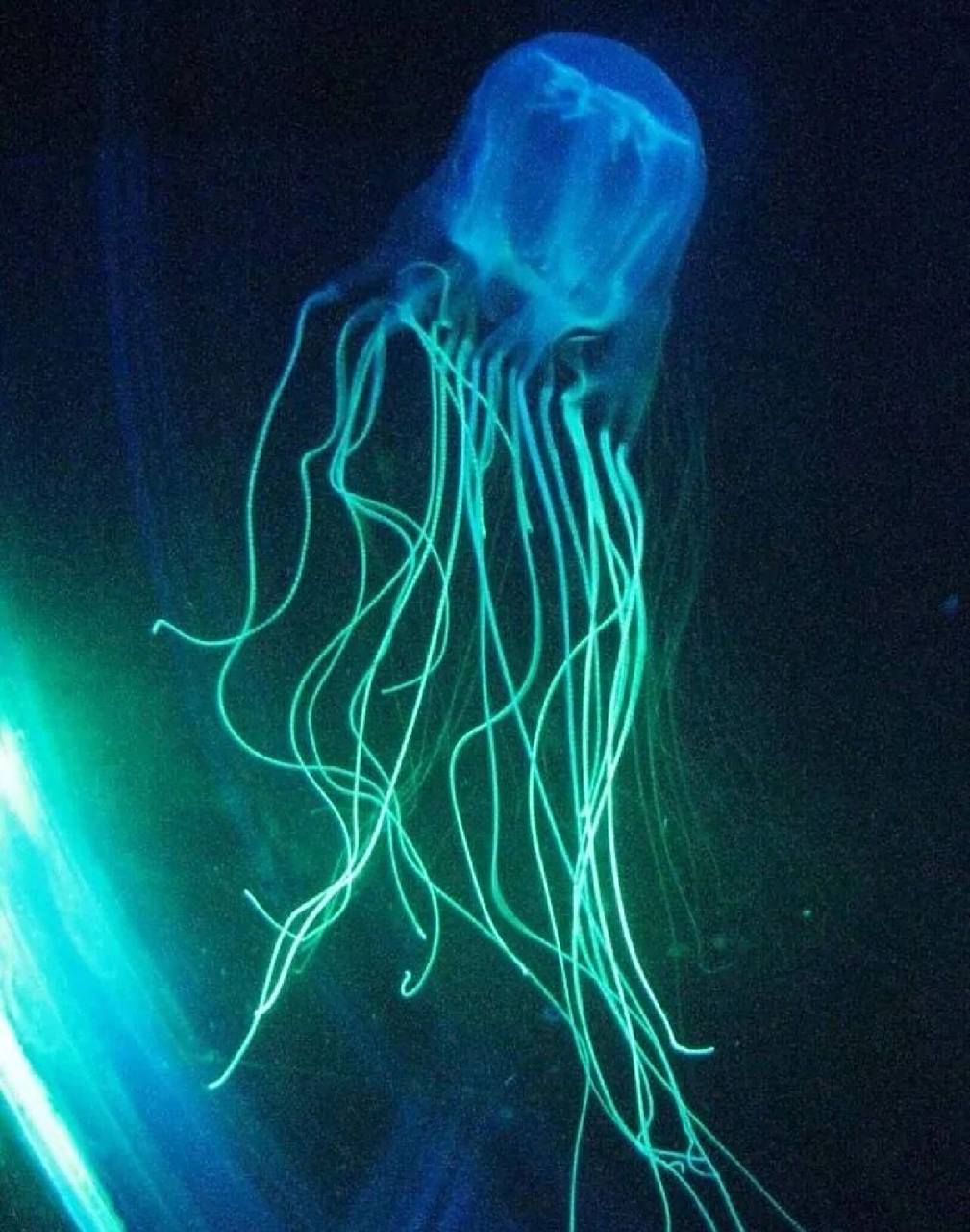 每天认识一种海洋生物～澳大利亚箱型水母 95中文学名:澳大利亚箱形