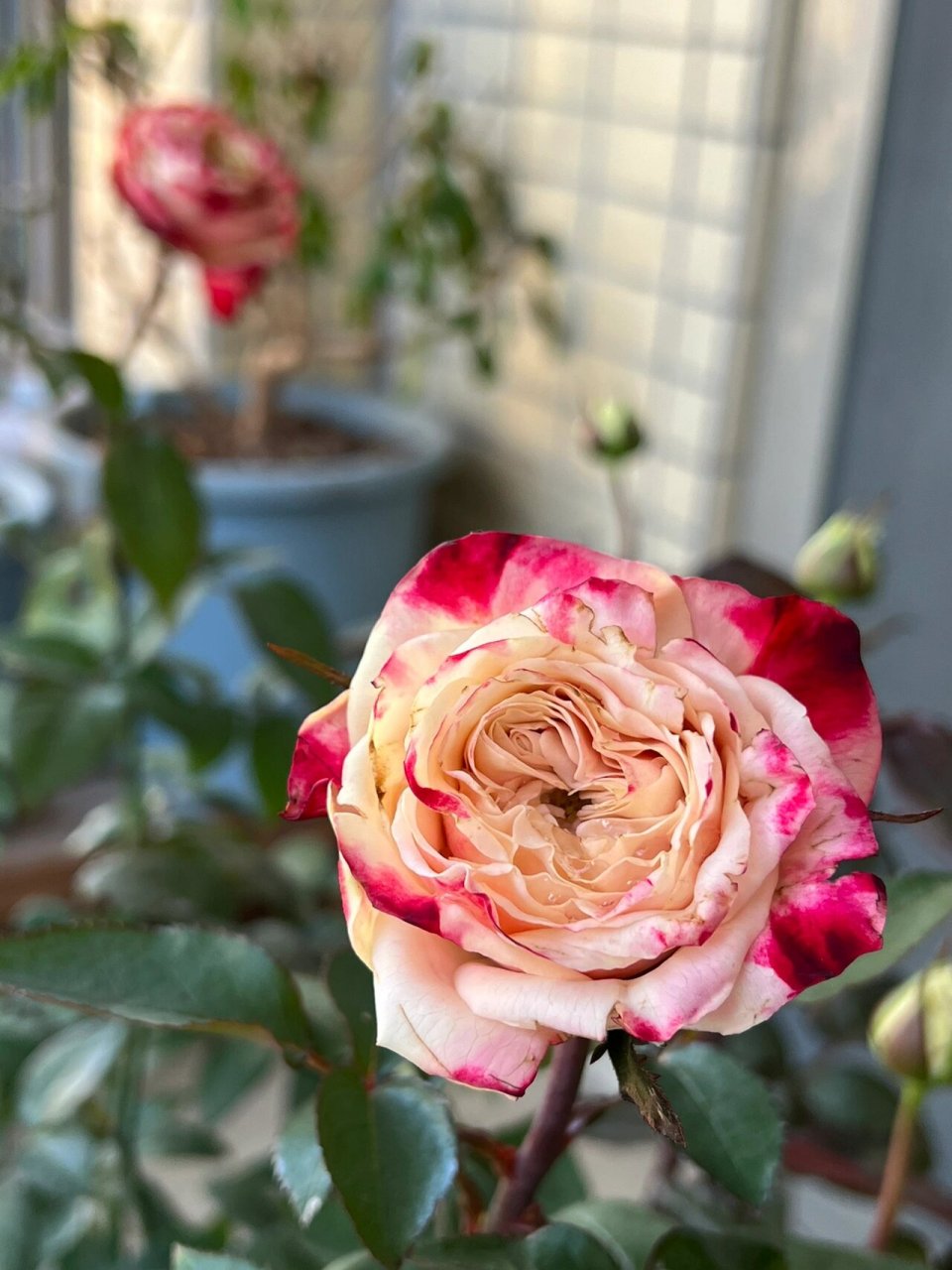 苹果杰克 #苹果杰克月季# 直立不垂头,基本无香,花瓣较硬,可以做切花