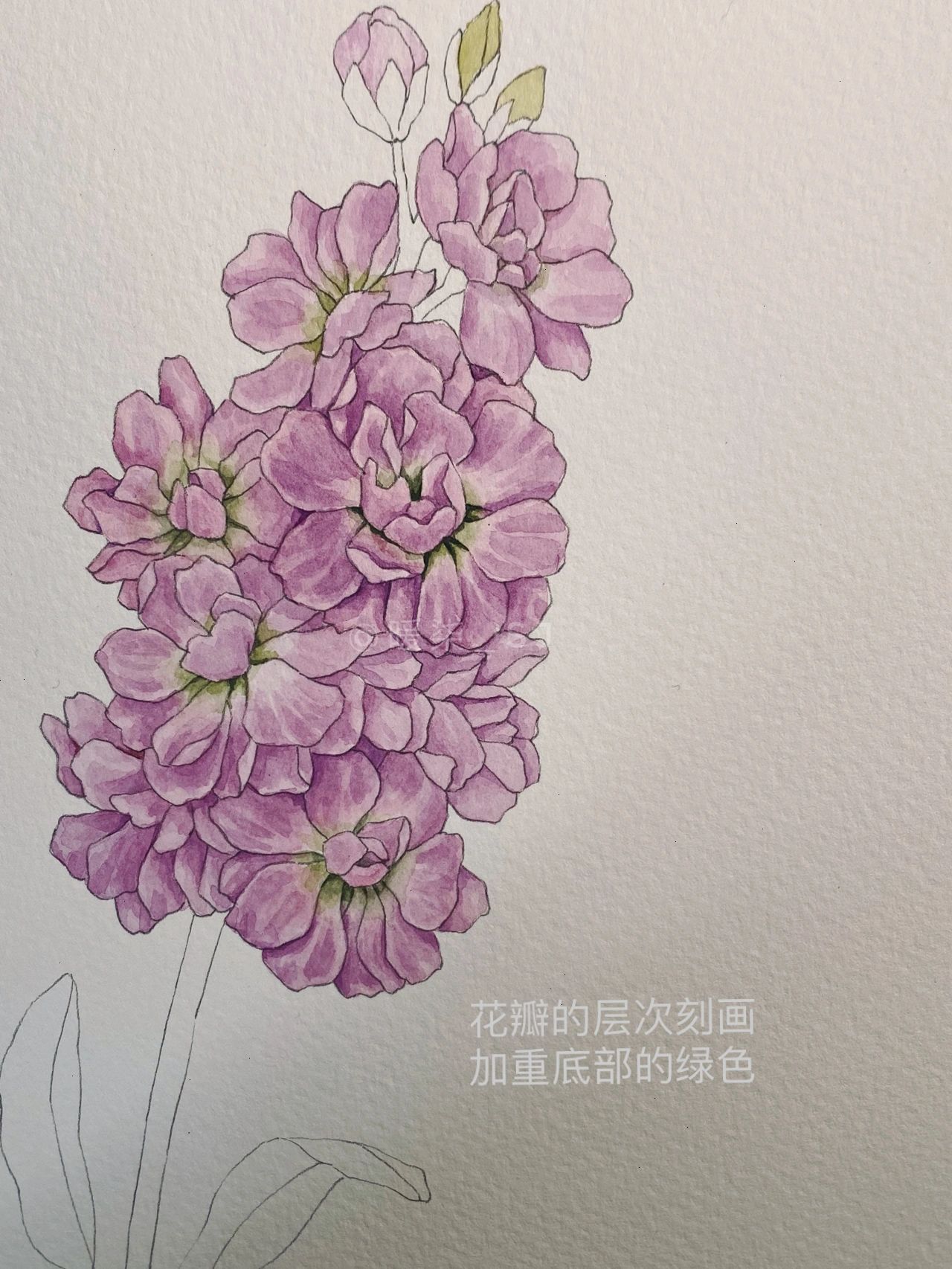 手绘花卉|紫罗兰 这次画的是粉紫色的紫罗兰94 一束的小花花,很可爱