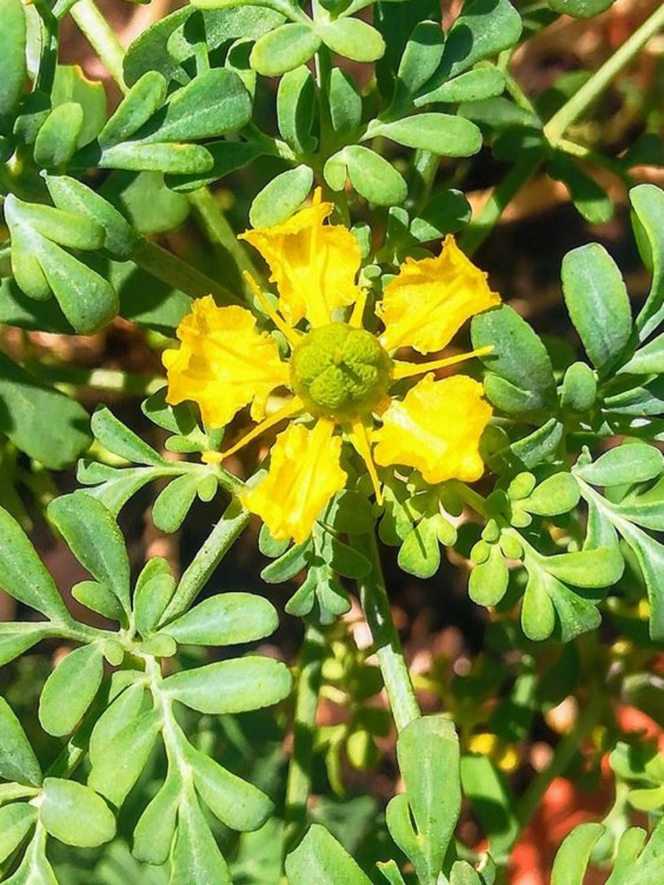 巫术植物档案丨芸香:欧洲中世纪的巫术灵药 seed席地,记录一周一个可