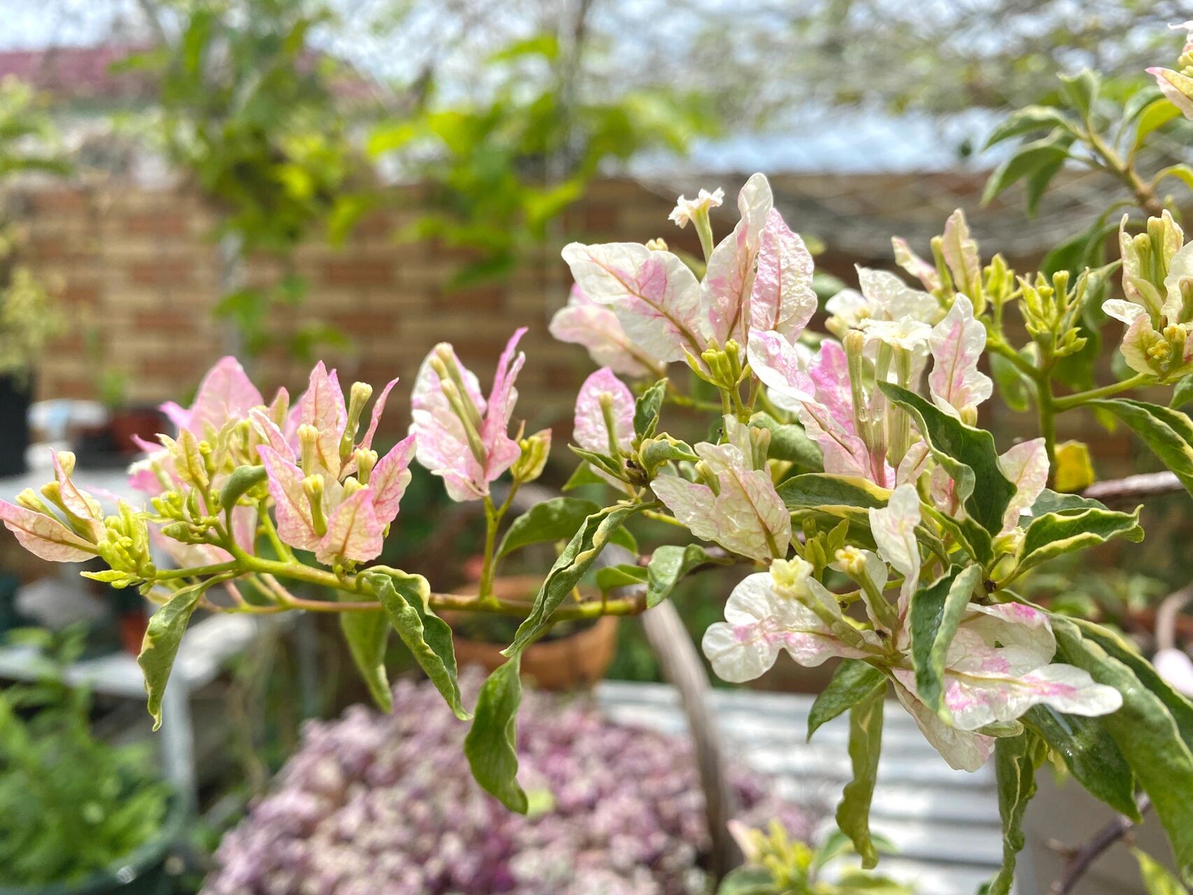 三角梅推荐·粉蝶 三角梅有好多品种,蝶类又是一个类别 蝶类,花型比较