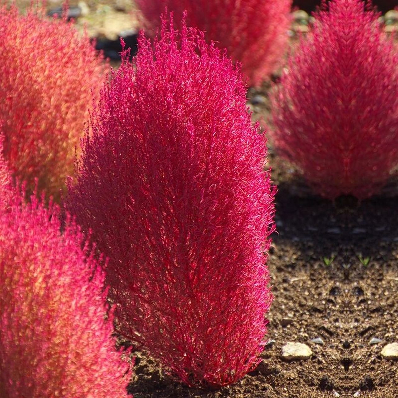 花境植物第8弹——地肤 地肤用于布置花篱,花境,或数株丛植于花坛中央