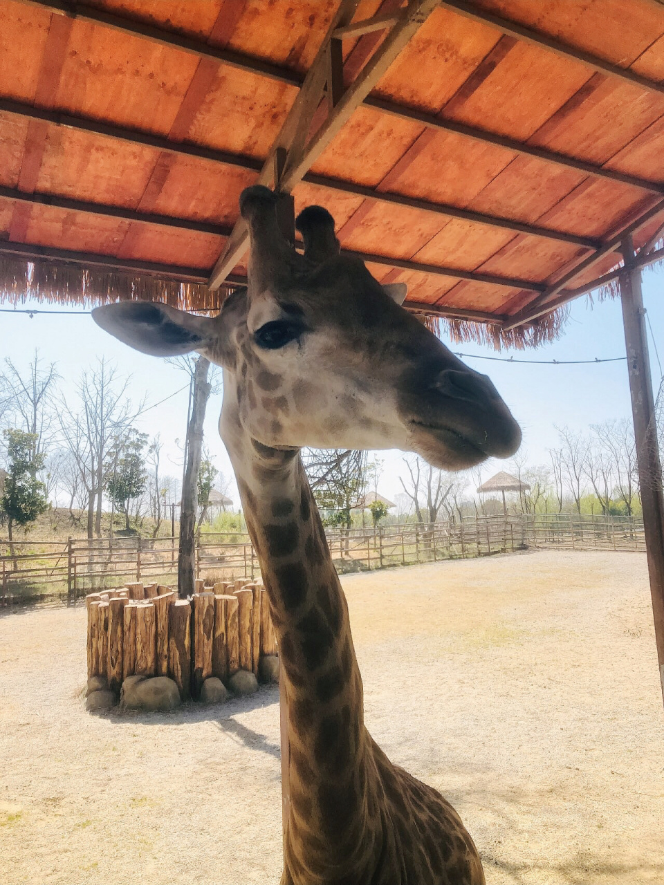 南通森林野生动物园一日游攻略及购票推荐! 流水账记录南通野生动物园