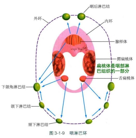 运动解剖学/咽淋巴环 构成 由咽扁桃体