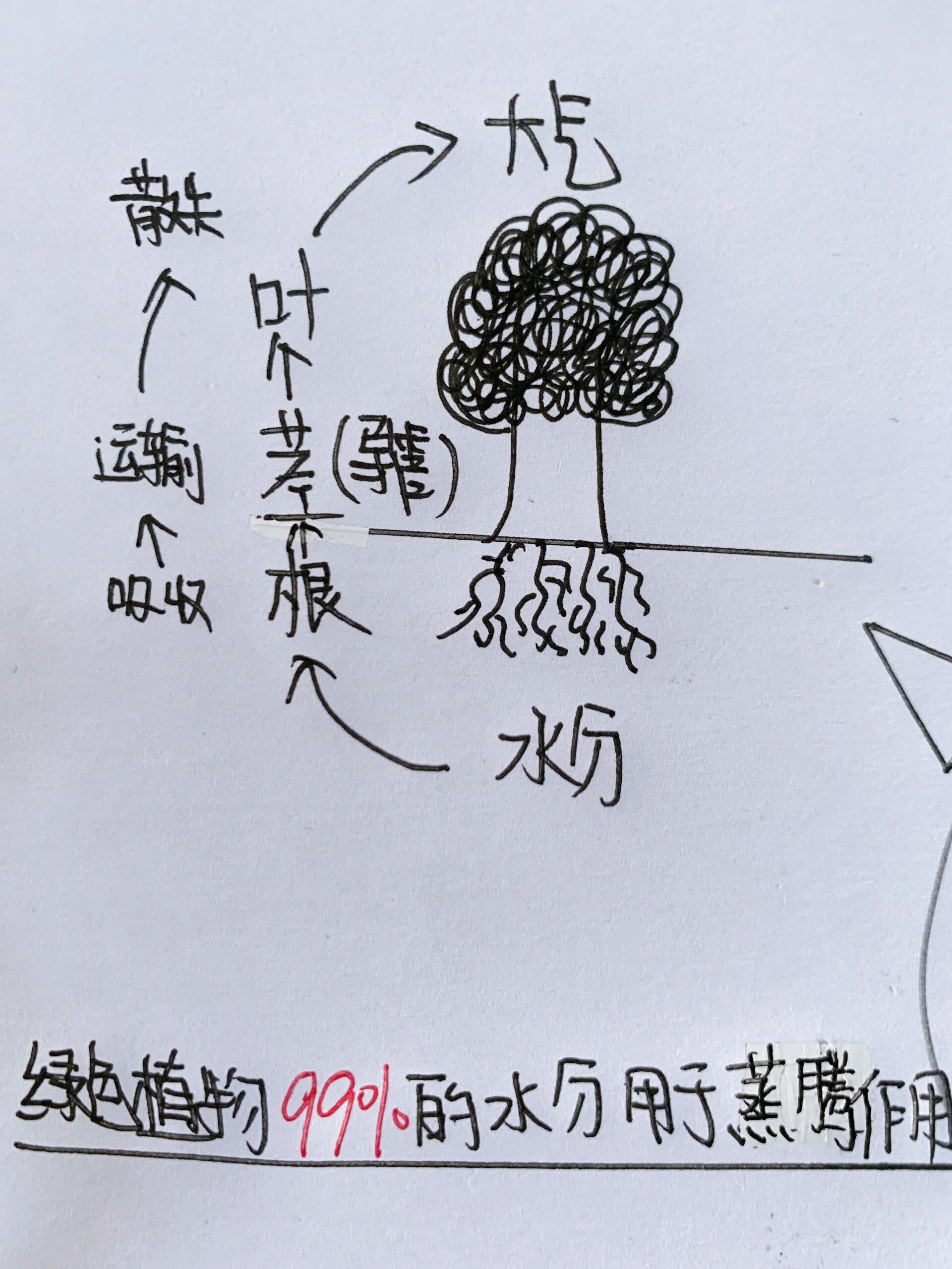 蒸腾作用一天内变化图图片