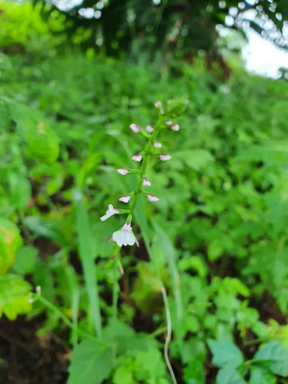 雨后透骨草 去风湿的草药