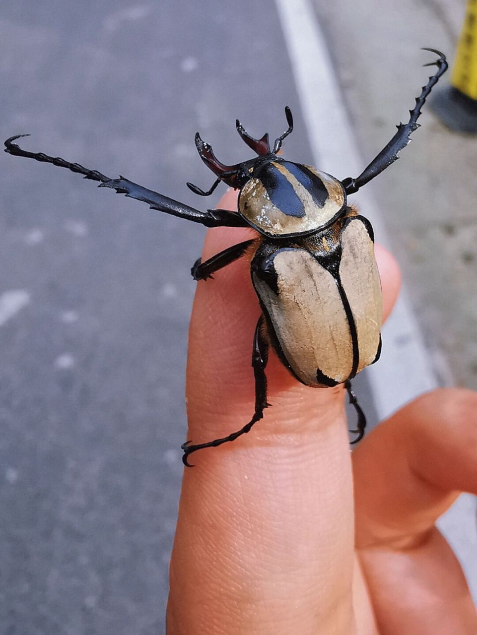 教育 #昆虫科普 #宽带鹿角花金龟 97区别于经常提到的黄粉鹿金龟