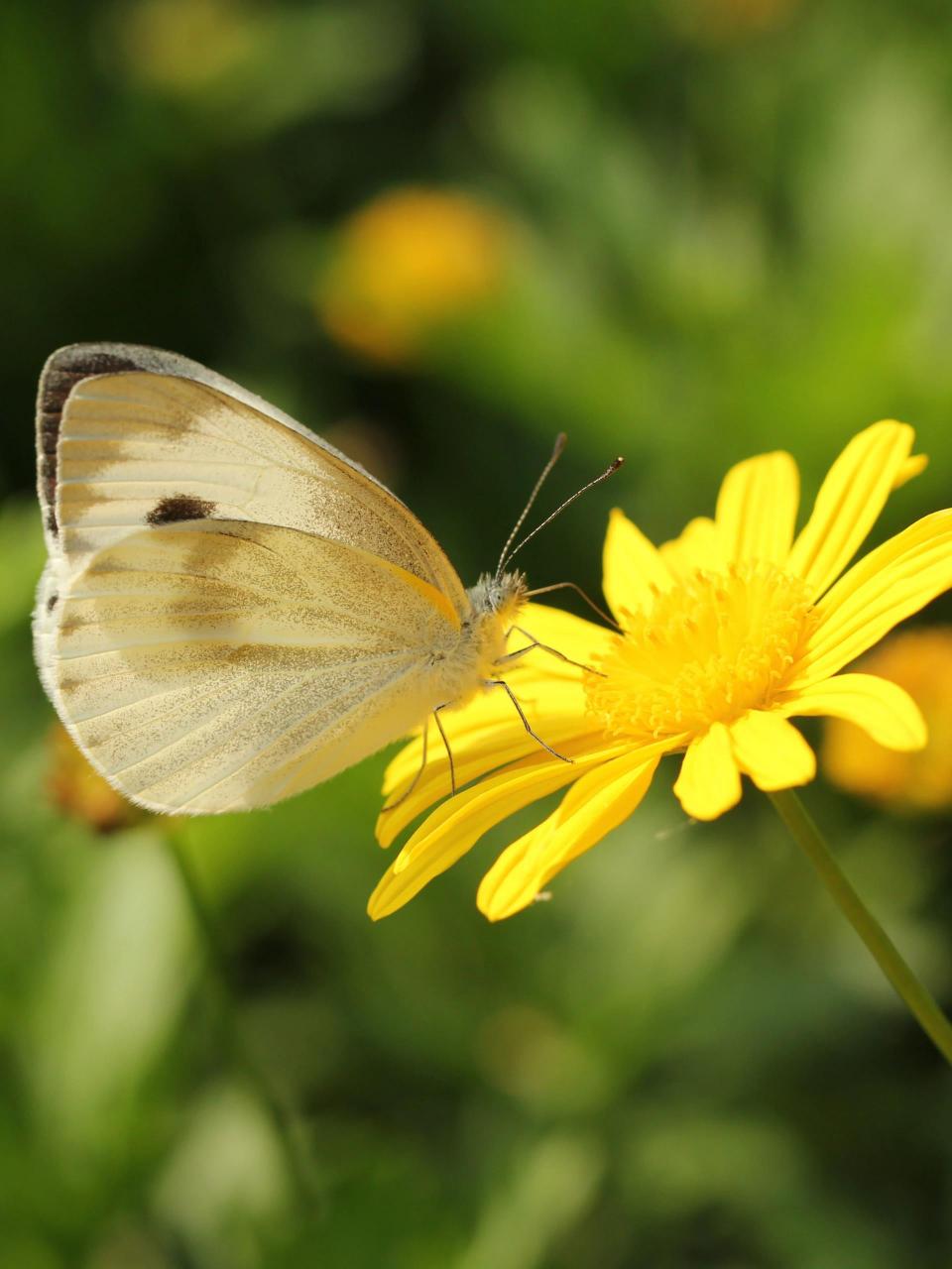 东方菜粉蝶和菜粉蝶无论颜色,个头,身形,飞行姿态,甚至食谱都很相像
