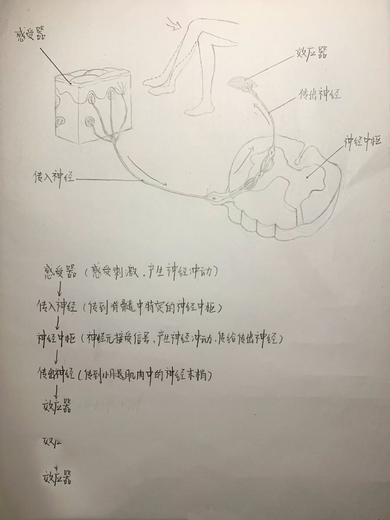 七年级下册生物