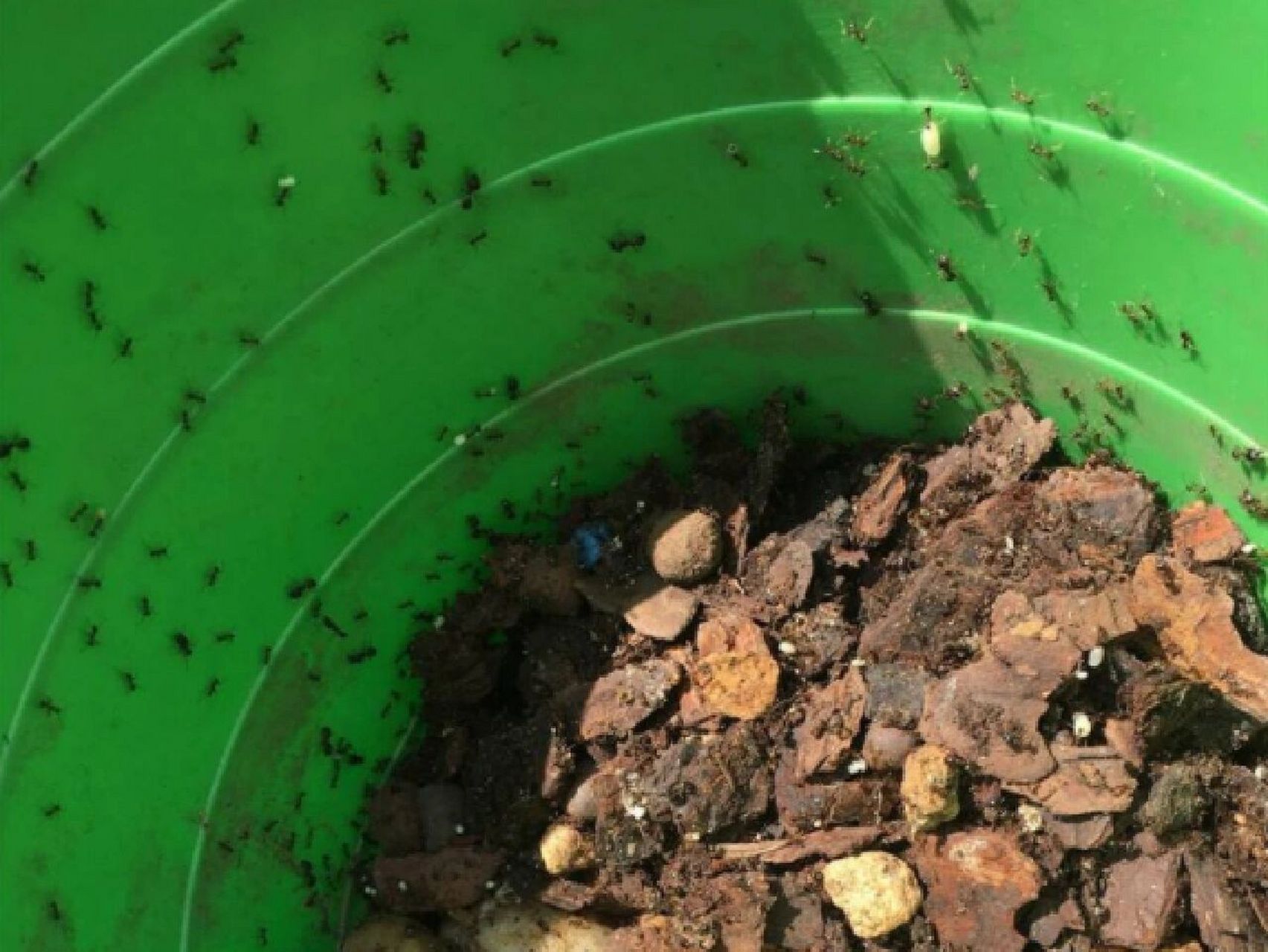 花盆土里有蚂蚁怎么处理 我家里之前是阳台的花盆有很多蚂蚁,我用的就