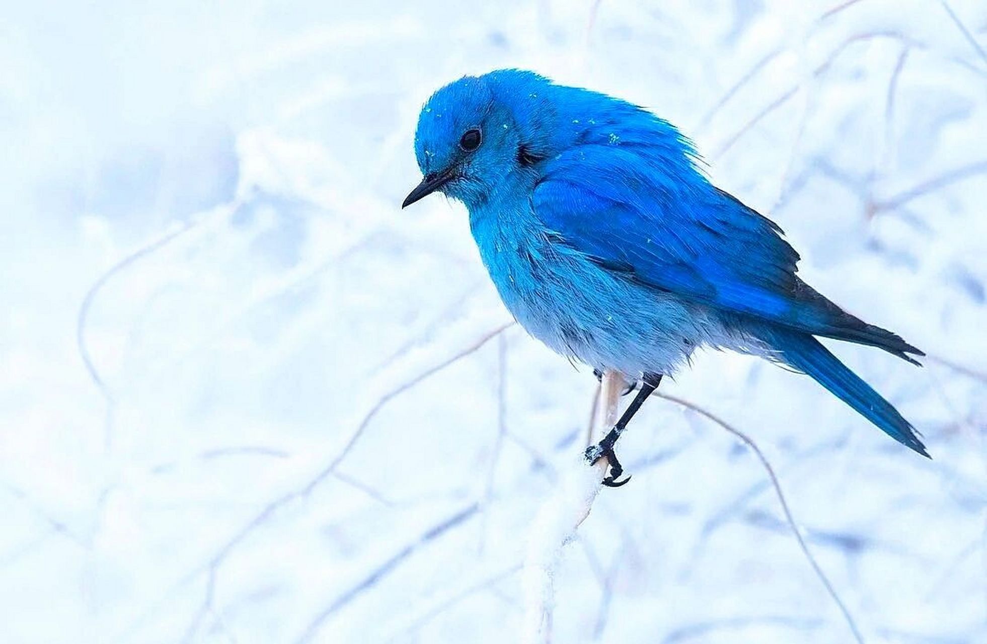 蛋比人出名系列|知更鸟的爱情92蒂芙尼蓝 蓝知更鸟 91蓝色知更鸟