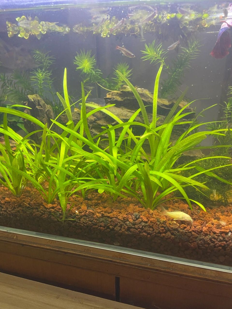 鱼缸水草之水兰傻傻分不清 刚入坑,在pdd上找了小水兰和蜈蚣草两种速