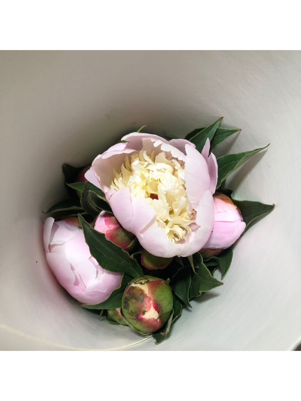 史上最详细啰嗦的铁蛋开花重瓣芍药养护教程 盒马做活动花19元买了10