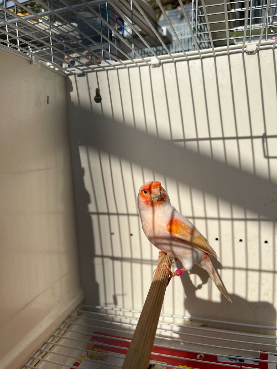 马赛克玉鸟 越来越好看了