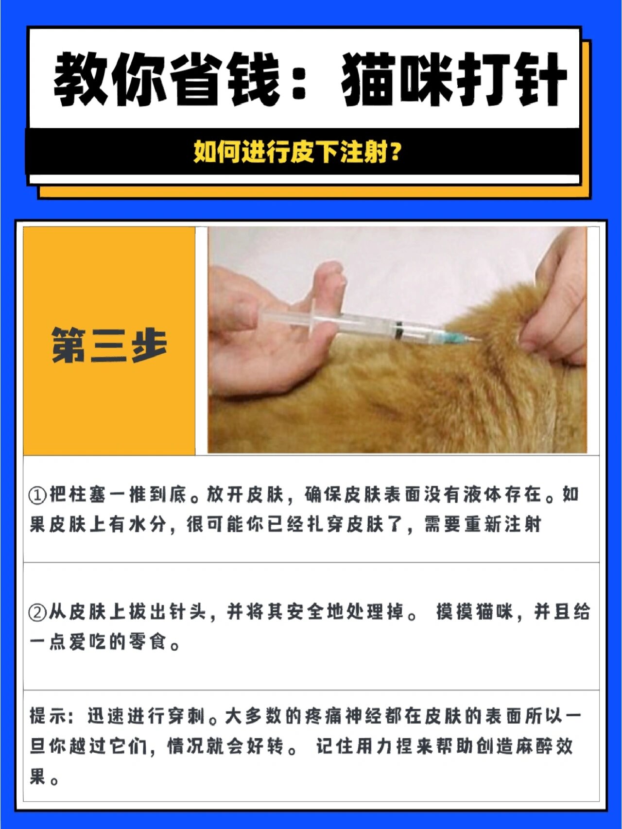 猫肌肉注射位置图片