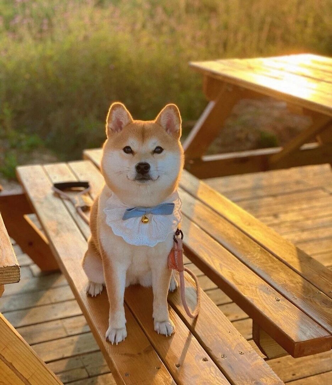 柴犬画法 90你心目中经典的狗狗98电影有哪些?