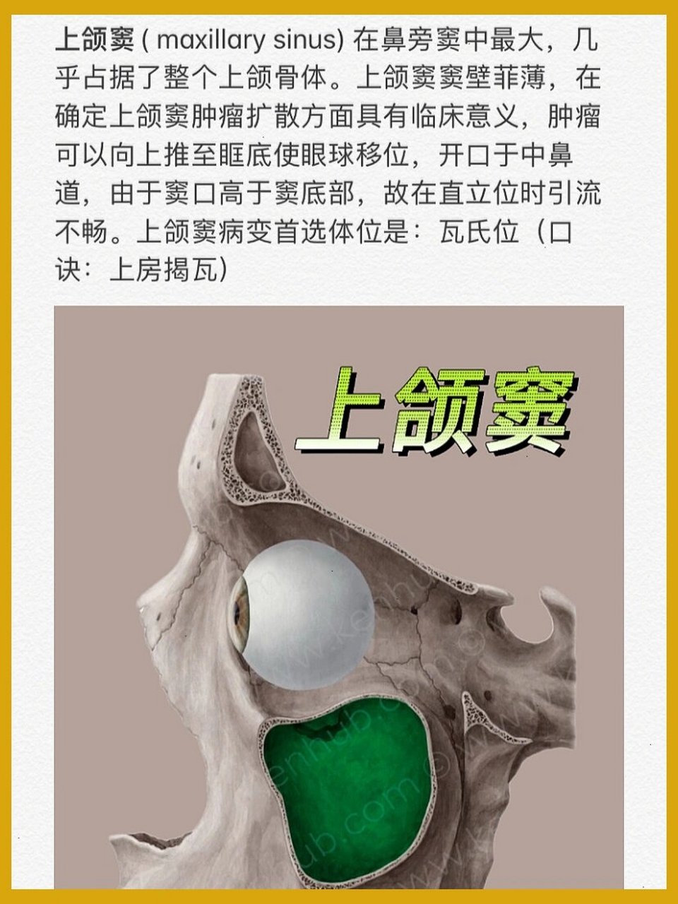 分不清的鼻窦(内附记忆口诀) 鼻旁窦( paranasal sinuse) 包括额窦