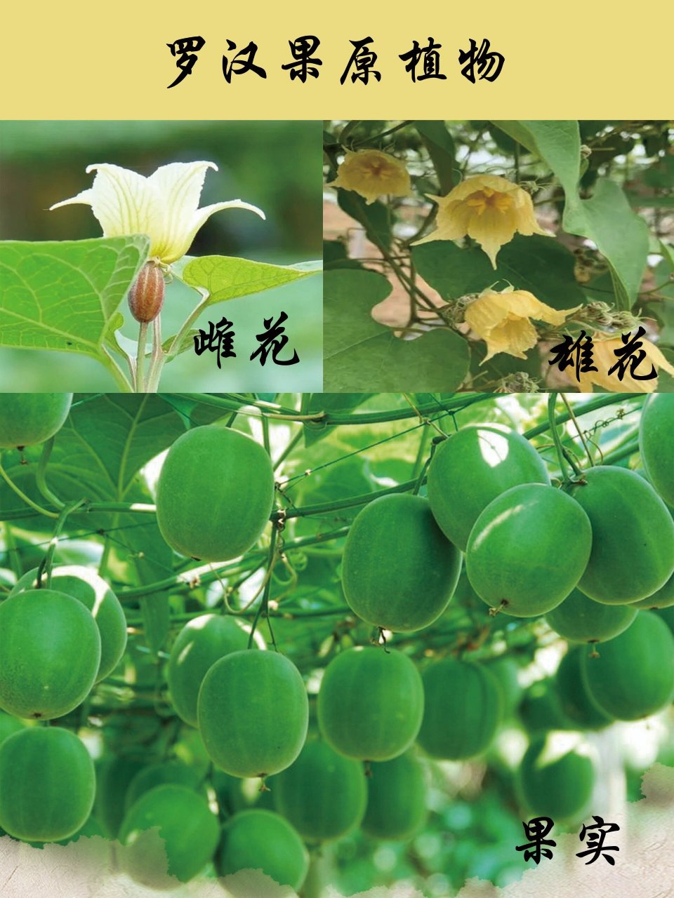 每天认识一味药:罗汉果 【中药名】罗汉果 【别名】光果木鳖,拉汗果