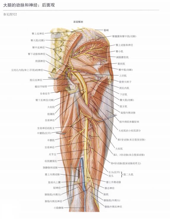 大腿股动脉位置图片图片