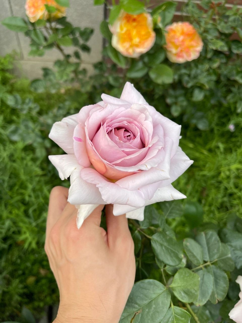 尼普荣耀月季全天各时段实拍 手机直出 今年最爱没有之一 完美的巨花