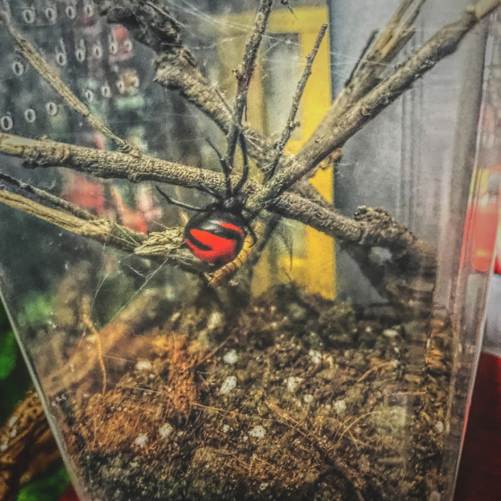 黑寡妇蜘蛛(latrodectus) 老挝红背黑寡妇 成母个体