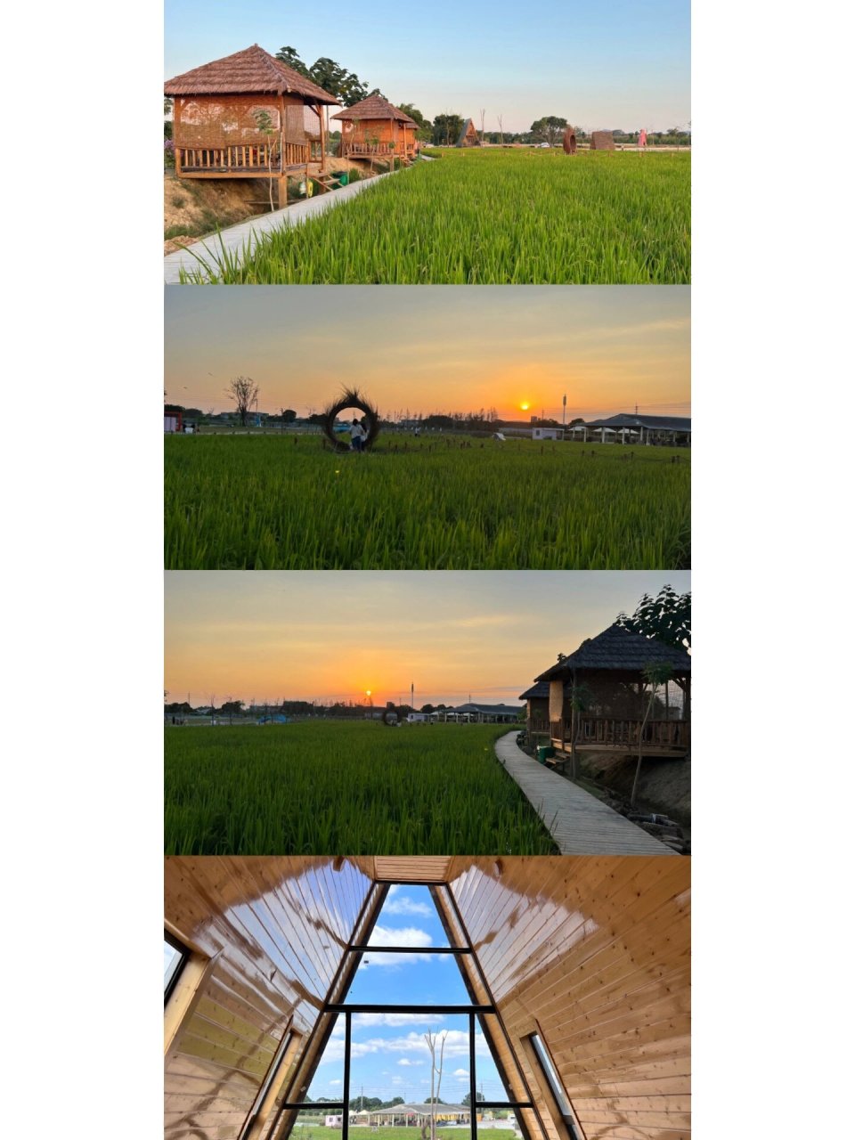 汕头澄海网红打卡地 隆都镇和美花海生态园 这个地方刚好开在我的老家