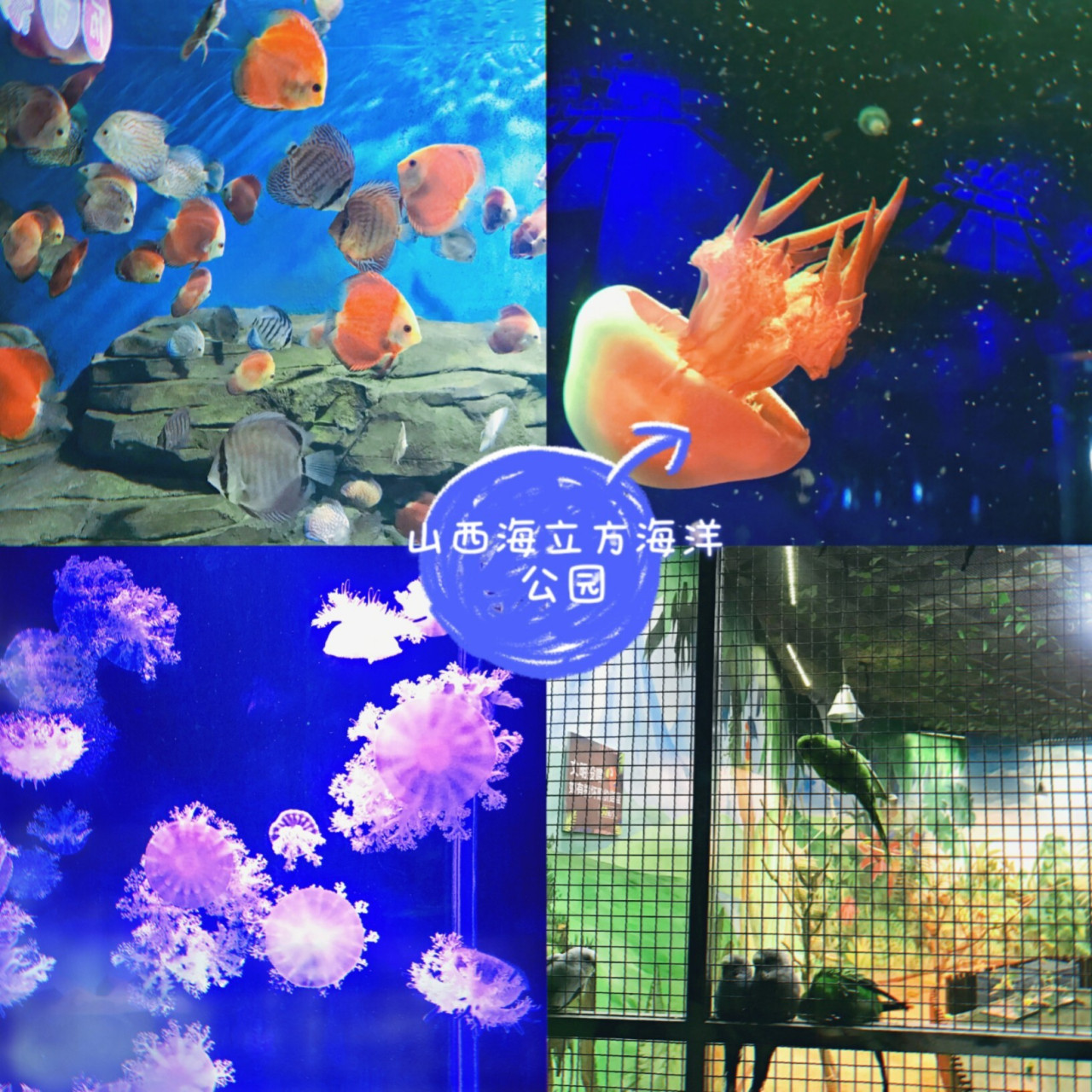 太原好去处|夏日必去海洋馆95  海洋馆真是夏日的好去处!