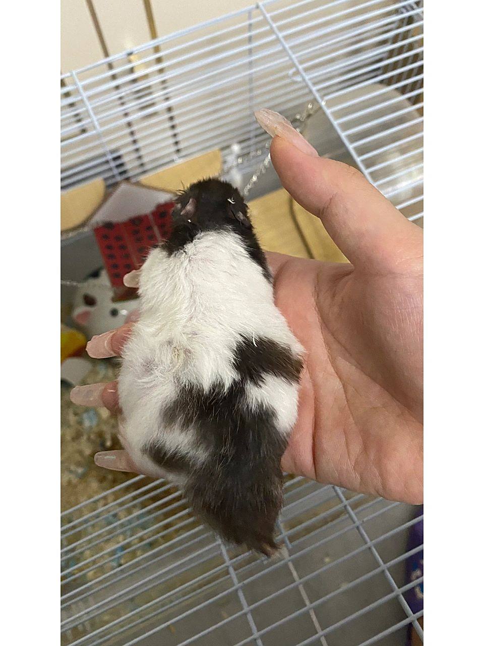 金丝熊肚子又胀又大是为啥 金丝熊弟弟肚子这一周突然变大变硬 也没有