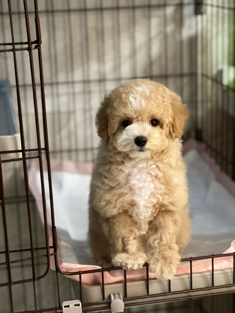 比熊泰迪串串 我超级喜欢它