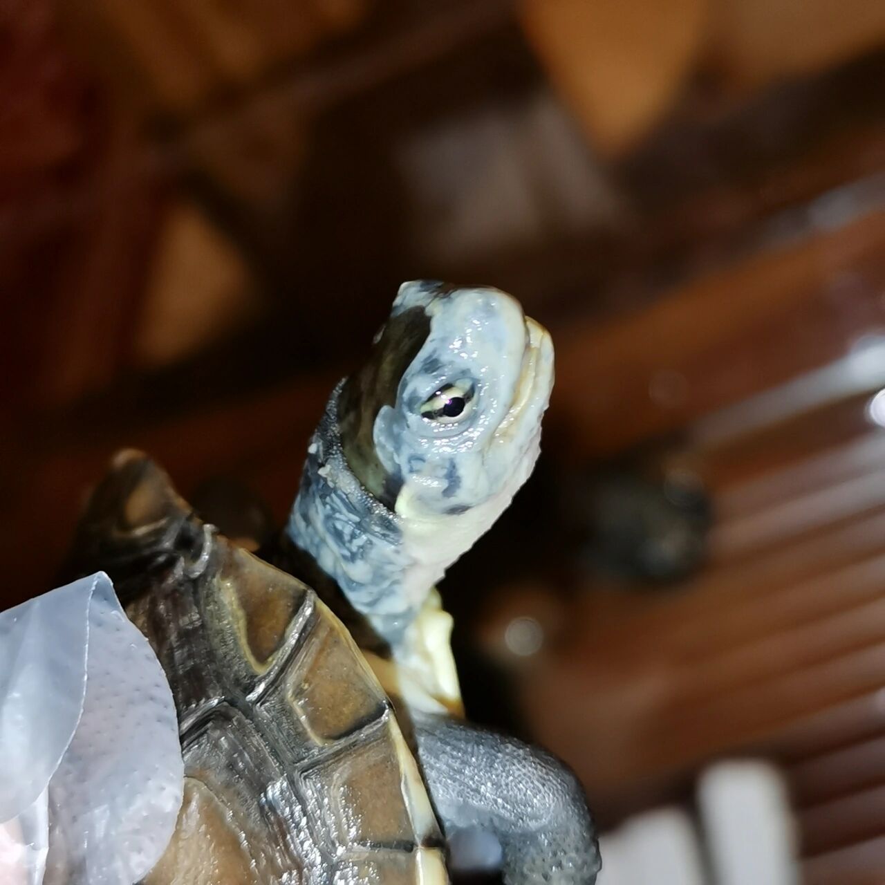 石金钱龟 皮肤发白是怎么了 不知道龟龟到底怎么了 一直觉得像是腐皮