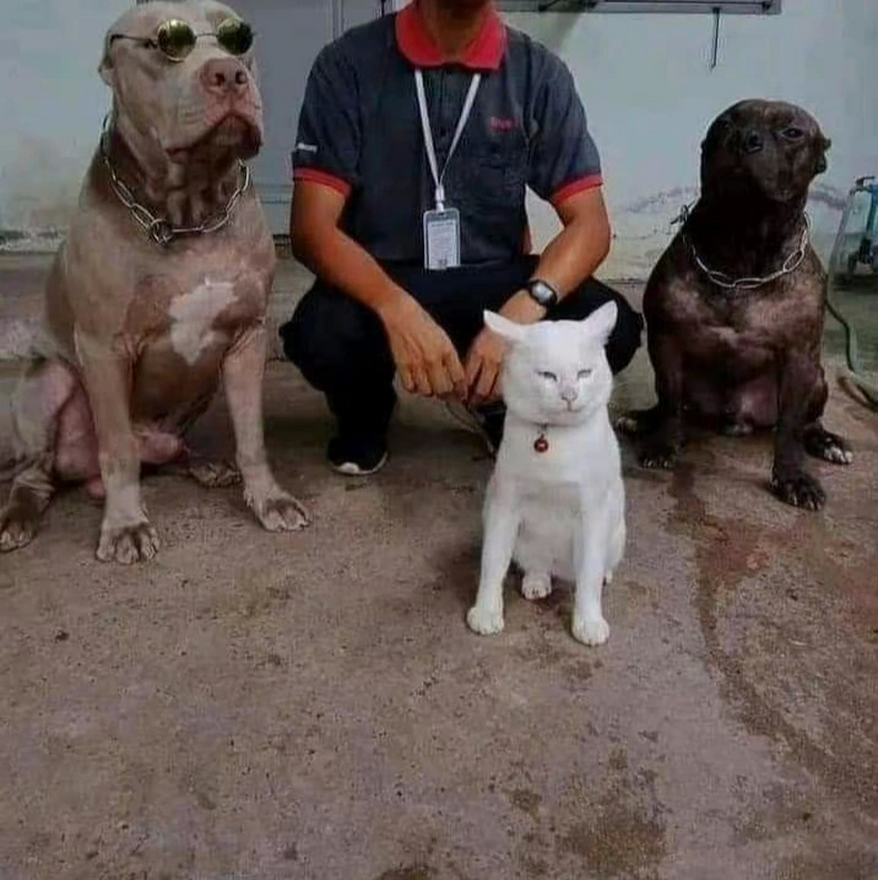 斗牛猫?我感觉我打不赢哎![捂脸][捂脸][捂脸]